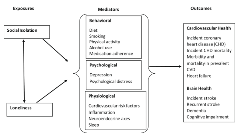 Conceptual model examining associations between social isolation, loneliness, and outcomes.
